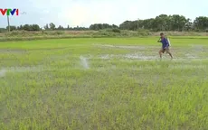 Nông trại lúa hữu cơ ở Đồng Tháp hút khách du lịch