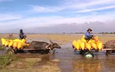 Nước lũ đầu nguồn vùng Đồng bằng sông Cửu Long lên nhanh