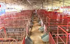 Thủ phủ chăn nuôi lợn tại Đồng Nai trên bờ vực phá sản