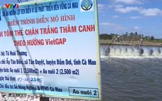 Nuôi tôm VietGAP: Hướng đi bền vững ở Cà Mau