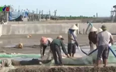 Nghệ An: Vào vụ nuôi ngao thương phẩm