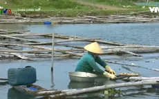Tái diễn lấn chiếm đất mặt nước để nuôi ốc cháy trên đầm Ô Loan