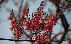 Về An Giang ngắm hoa ô môi khoe sắc
