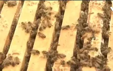 Nghiên cứu mới về tác dụng của thuốc trừ sâu tới loài ong