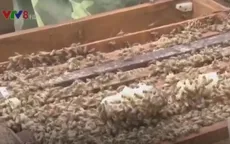 Lâm Đồng: Phát triển nghề nuôi ong lấy mật