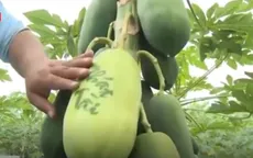 Hàng nghìn trái cây được tạo hình độc, lạ phục vụ Tết