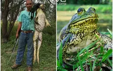 Sự thật đằng sau bức ảnh ếch khổng lồ nặng 5kg