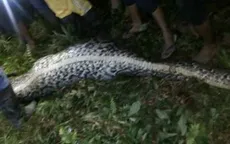 Kinh hãi cơ thể người đàn ông nằm gọn trong bụng con trăn