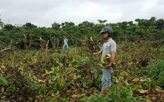 Điều tra vụ thuê người chặt phá 445 cây cà phê tại Đăk Lăk
