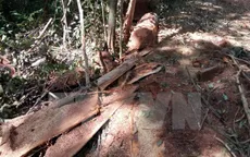Đắk Nông: Khởi tố cán bộ hủy hoại rừng
