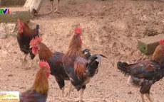 Phòng dịch bệnh cho vật nuôi trong mùa mưa lũ