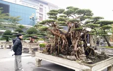 Ngắm những “siêu cây” đắt như... siêu xe