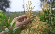 Vườn tược đang bị đe dọa bởi bệnh thực vật "thay đổi cục diện"