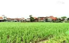 Làng hoa Phú Yên vắng nụ cười những ngày giáp Tết