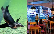 Nhà hàng chim cánh cụt thú vị tại Indonesia
