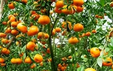 Hơn 30.000 tấn quýt Lai Vung phục vụ Tết
