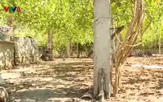 Hiệu quả mô hình trồng hoa thiên lý kết hợp nuôi vịt trên vùng cát