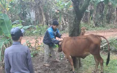 Kon Tum thực hiện các biện pháp phòng chống dịch lở mồm long móng