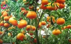 Quýt hồng Đồng Tháp cho lãi hơn 800 triệu đồng/ha