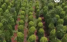 Phát triển rau hữu cơ Nhật Bản tại Đăk Lăk
