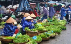 Giá rau vụ Đông giảm mạnh