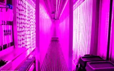 Bỏ việc ngân hàng sau khi tốt nghiệp Havard để trồng rau giữa New York