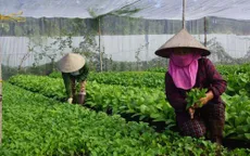 Còn nhiều tiềm năng phát triển nông nghiệp hữu cơ Việt Nam