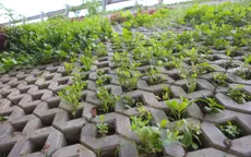 Người dân Hà Nội trồng rau sạch trong hộc bê tông bờ kè