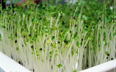 Rau mầm không đảm bảo có thể gây ra bệnh đãng trí