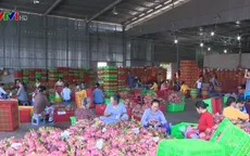 Rau quả nhập từ Thái Lan là hàng tạm nhập tái xuất