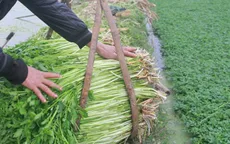 Cần tây - bài thuốc chữa cao huyết áp trong đông y