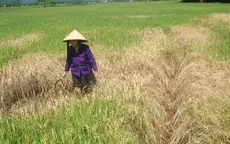 Hà Tĩnh hỗ trợ gần 34 tỷ đồng cho nông dân do thiên tai, dịch bệnh