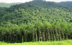 Nông dân làm giàu từ vùng đất gò đồi Quảng Trị