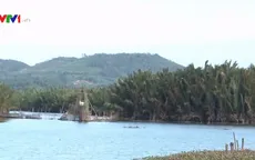 Cân nhắc việc phá rừng dừa nước trăm tuổi ở Quảng Ngãi