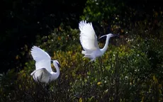 Nhiều trải nghiệm thú vị tại rừng ngập mặn Vàm Sát