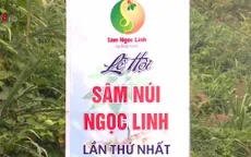 Nam Trà My (Quảng Nam) sẵn sàng cho Lễ hội sâm núi Ngọc Linh