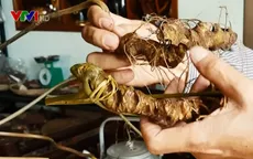 Ma trận sâm Ngọc Linh giả lừa người tiêu dùng