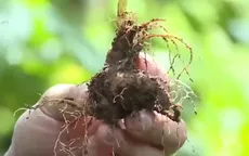 Quy trình chăm sóc đặc biệt sâm Ngọc Linh