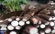 Bio Cassava Plus – Dự án dùng sắn đẩy lùi nạn đói