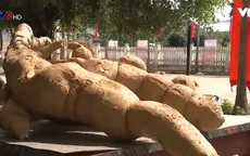 Quảng Nam: Đào sắn “khủng” đem trưng bày