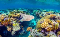 Rạn san hô lớn nhất Australia “thoát hiểm”