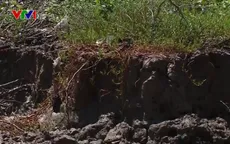Gần 40km bờ biển ở Kiên Giang sạt lở nghiêm trọng