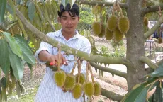 Sầu riêng Khánh Sơn bị giả mạo
