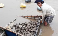 Quảng Ngãi: Thủy sản chết hàng loạt do nuôi ngoài quy hoạch