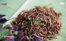 Bọ xít rang lá chanh - Đặc sản Tây Bắc thách thức những tín đồ ẩm thực