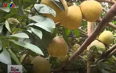 Quy trình trồng bưởi đỏ Tân Lạc