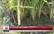 Bẫy chuột bẫy luôn... cả người.