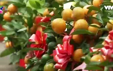 Đi chợ hoa Tết tại Singapore