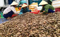Ngư dân Hà Tĩnh được mùa sò lụa