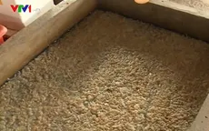 Hàng trăm tấn sứa tồn kho ở Hà Tĩnh vẫn chưa được tiêu hủy